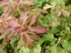 Feldahorn / Maßholder -Günstiges Erd Seele Geschäft feldahorn massholder m000002 w 3