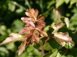 Feldahorn / Maßholder -Günstiges Erd Seele Geschäft feldahorn massholder m000002 w 4