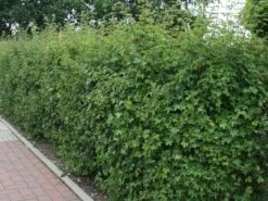 Feldahorn / Maßholder -Günstiges Erd Seele Geschäft feldahorn massholder m000002 w 5