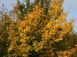 Feldahorn / Maßholder -Günstiges Erd Seele Geschäft feldahorn massholder m000002 w 6