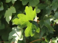 Feldahorn / Maßholder -Günstiges Erd Seele Geschäft feldahorn massholder m000002 w 7