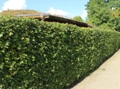 Feldahorn / Maßholder -Günstiges Erd Seele Geschäft feldahorn massholder m000002 w 8