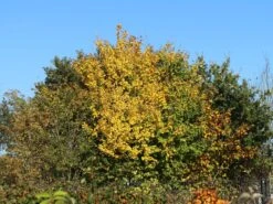 Feldahorn / Maßholder -Günstiges Erd Seele Geschäft feldahorn massholder m000002 w 9