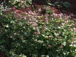 Felsen-Storchschnabel 'Spessart' -Günstiges Erd Seele Geschäft felsen storchschnabel spessart m001628 w 1