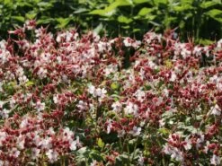 Felsen-Storchschnabel 'Spessart' -Günstiges Erd Seele Geschäft felsen storchschnabel spessart m001628 w 10
