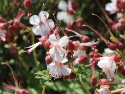 Felsen-Storchschnabel 'Spessart' -Günstiges Erd Seele Geschäft felsen storchschnabel spessart m001628 w 6