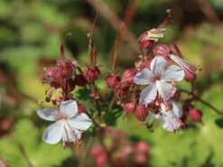 Felsen-Storchschnabel 'Spessart' -Günstiges Erd Seele Geschäft felsen storchschnabel spessart m001628 w 7