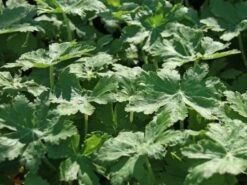 Felsen-Storchschnabel 'Spessart' -Günstiges Erd Seele Geschäft felsen storchschnabel spessart m001628 w 9