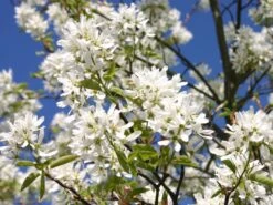 Essbare Felsenbirne 'Ballerina' -Günstiges Erd Seele Geschäft felsenbirne ballerina essbare felsenbirne m009780 w 0