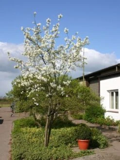 Essbare Felsenbirne 'Ballerina' -Günstiges Erd Seele Geschäft felsenbirne ballerina essbare felsenbirne m009780 w 1