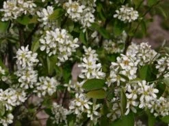 Essbare Felsenbirne 'Ballerina' -Günstiges Erd Seele Geschäft felsenbirne ballerina essbare felsenbirne m009780 w 4