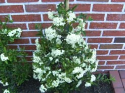 Feuerdorn 'Orange Glow' 25 Feuerdorn 'Orange Glow' -Günstiges Erd Seele Geschäft feuerdorn orange glow m000158 1022035 0