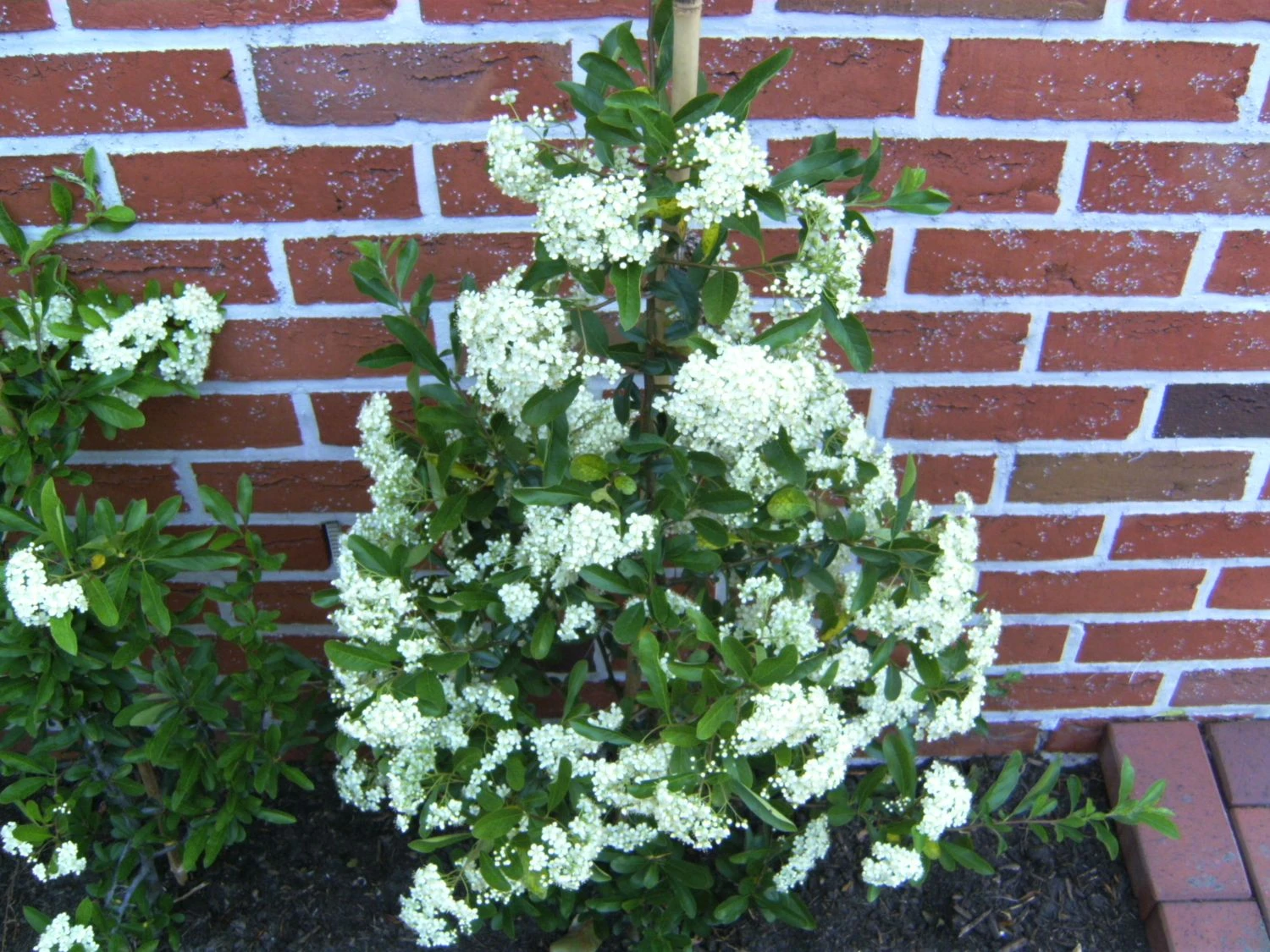 Feuerdorn 'Orange Glow' 14 Feuerdorn 'Orange Glow' – Bild 12