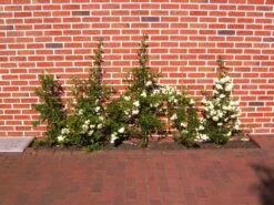 Feuerdorn 'Orange Glow' 24 Feuerdorn 'Orange Glow' -Günstiges Erd Seele Geschäft feuerdorn orange glow m000158 1022035 1