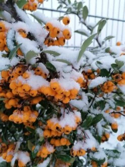 Feuerdorn 'Orange Glow' 23 Feuerdorn 'Orange Glow' -Günstiges Erd Seele Geschäft feuerdorn orange glow m000158 1028310 0