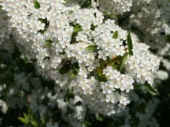 Feuerdorn 'Orange Glow' 17 Feuerdorn 'Orange Glow' -Günstiges Erd Seele Geschäft feuerdorn orange glow m000158 w 0