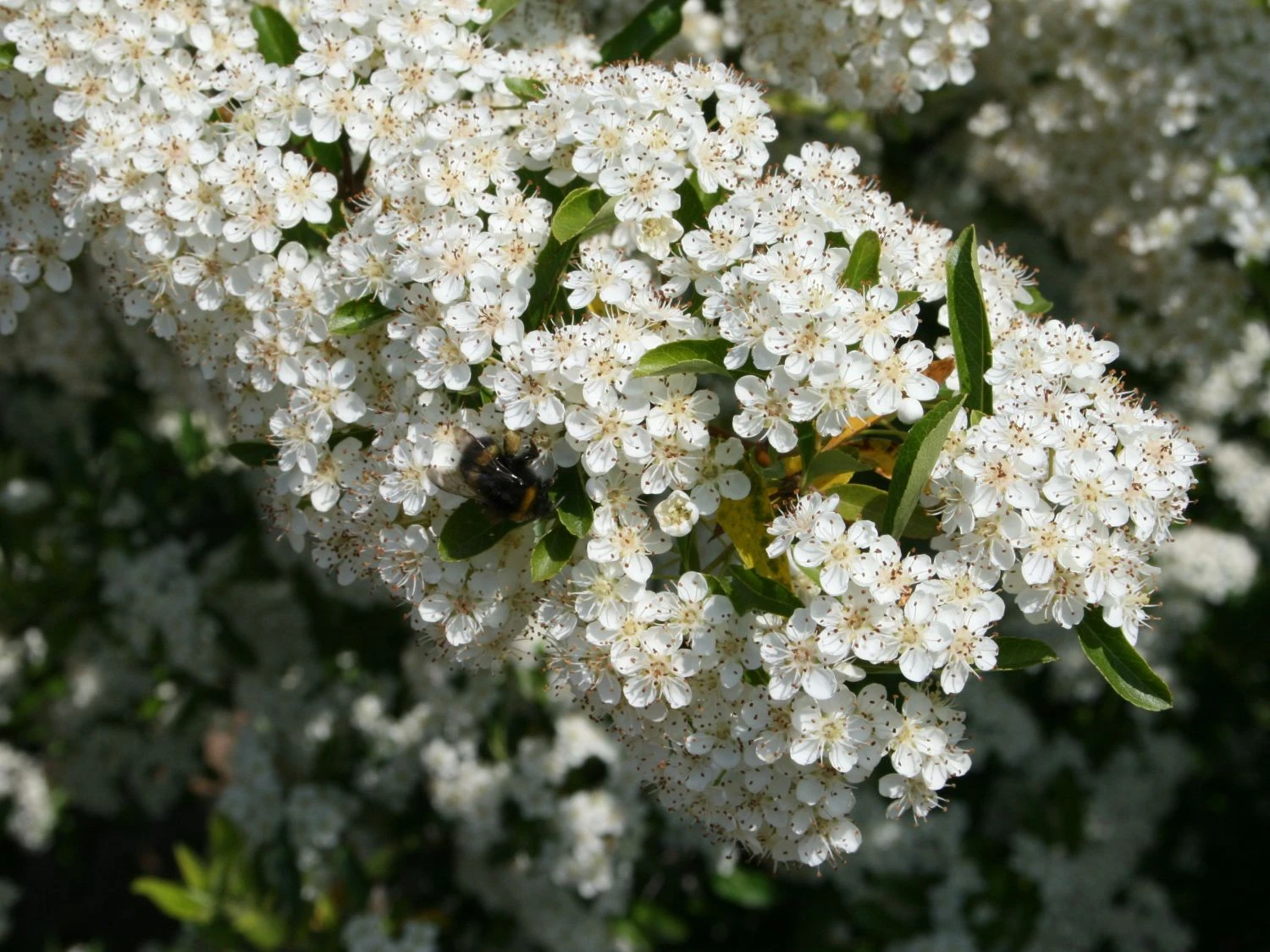Feuerdorn 'Orange Glow' 6 Feuerdorn 'Orange Glow' – Bild 4