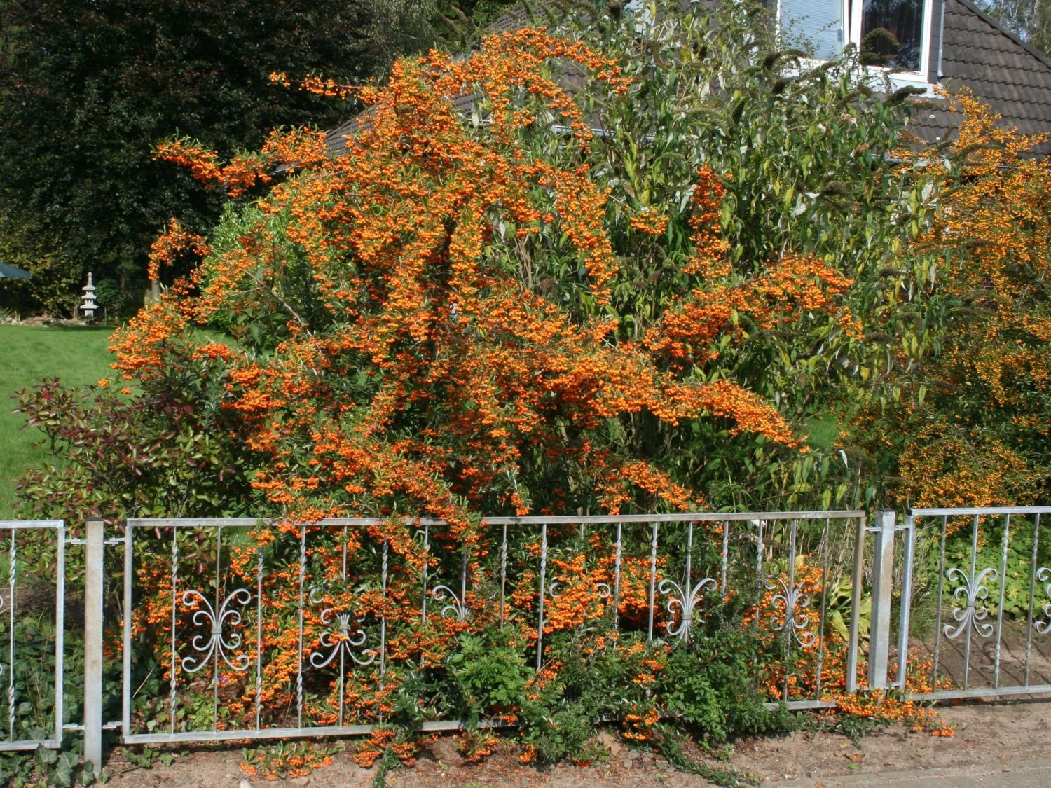 Feuerdorn 'Orange Glow' 7 Feuerdorn 'Orange Glow' – Bild 5