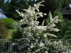 Feuerdorn 'Orange Glow' 19 Feuerdorn 'Orange Glow' -Günstiges Erd Seele Geschäft feuerdorn orange glow m000158 w 2