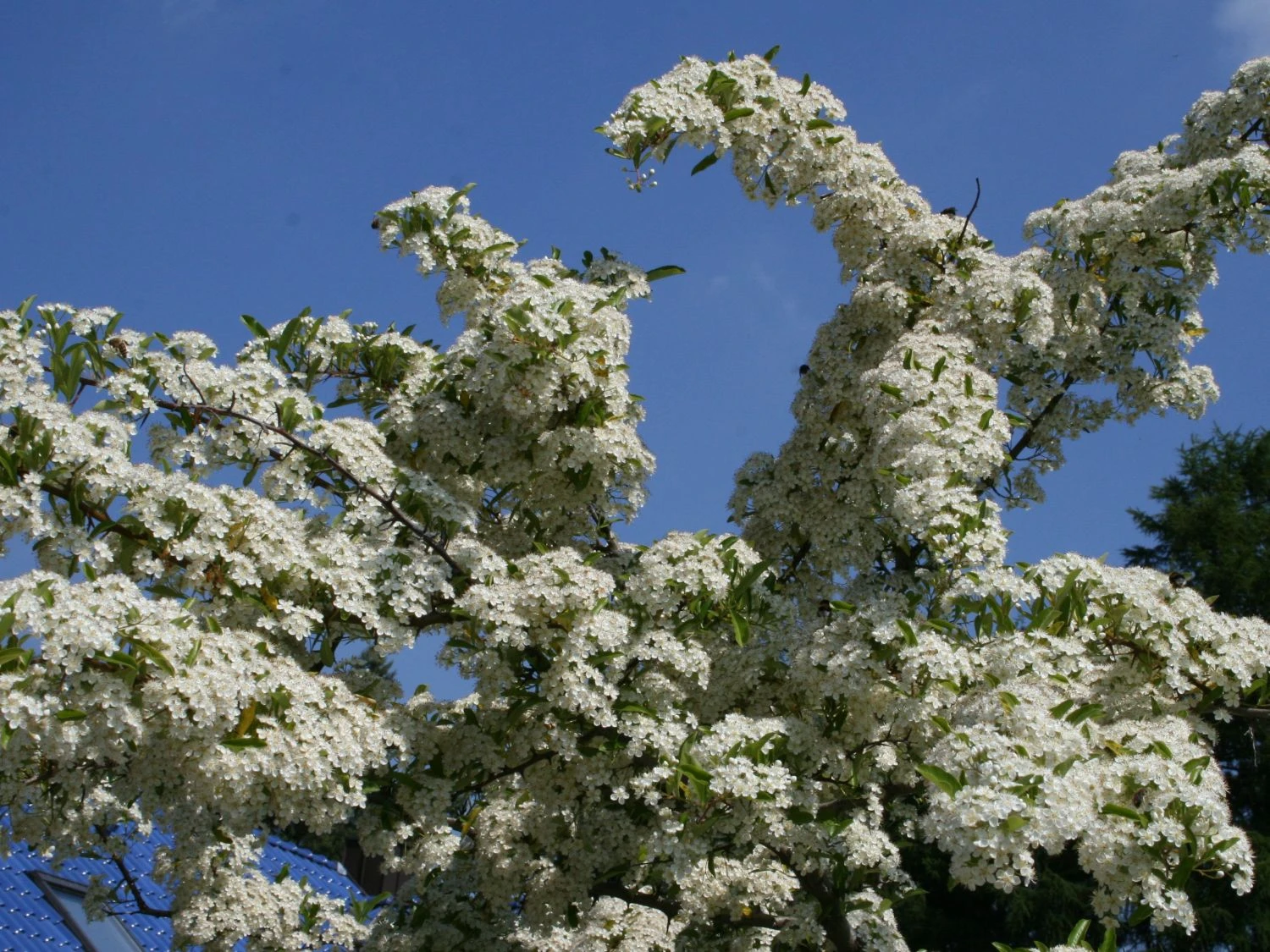 Feuerdorn 'Orange Glow' 9 Feuerdorn 'Orange Glow' – Bild 7