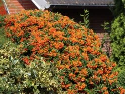 Feuerdorn 'Orange Glow' 22 Feuerdorn 'Orange Glow' -Günstiges Erd Seele Geschäft feuerdorn orange glow m000158 w 4