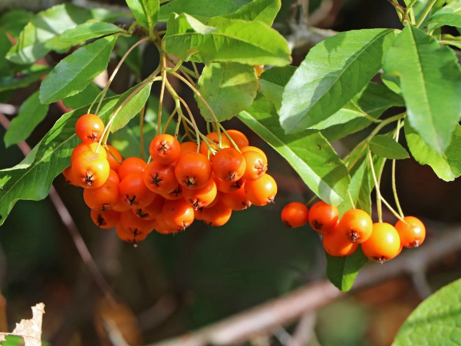 Feuerdorn 'Orange Glow' 10 Feuerdorn 'Orange Glow' – Bild 8