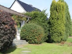 Feuerdorn 'Orange Glow' 16 Feuerdorn 'Orange Glow' -Günstiges Erd Seele Geschäft feuerdorn orange glow m000158 w 6