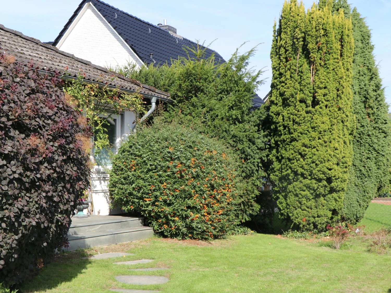 Feuerdorn 'Orange Glow' 5 Feuerdorn 'Orange Glow' – Bild 3