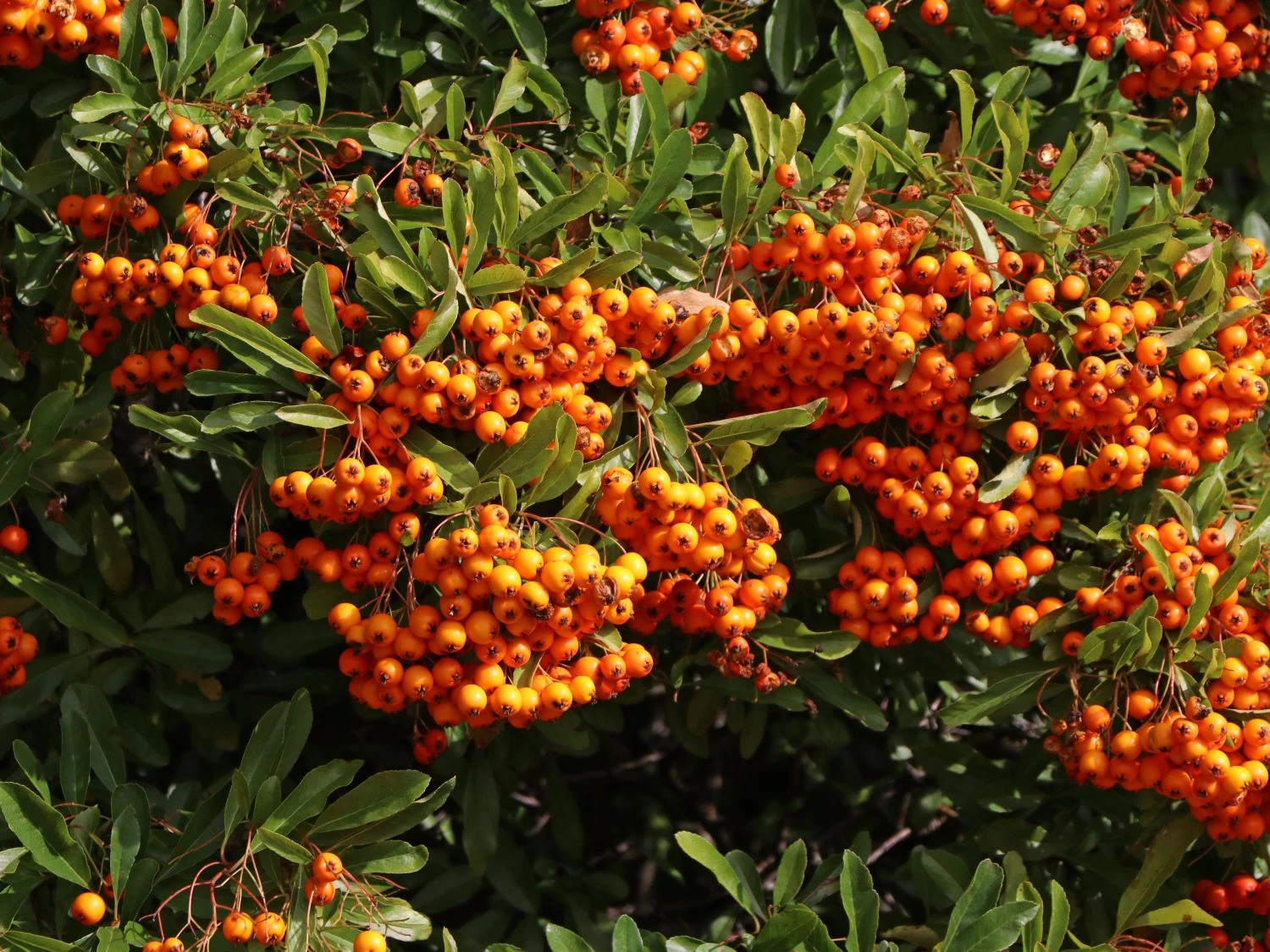 Feuerdorn 'Orange Glow' 4 Feuerdorn 'Orange Glow' – Bild 2