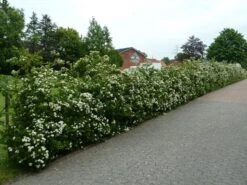 Feuerdorn 'Red Column' -Günstiges Erd Seele Geschäft feuerdorn red column m000157 69971 0
