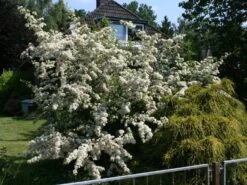 Feuerdorn 'Red Column' -Günstiges Erd Seele Geschäft feuerdorn red column m000157 w 1