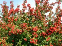 Feuerdorn 'Red Column' -Günstiges Erd Seele Geschäft feuerdorn red column m000157 w 2
