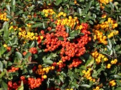 Feuerdorn 'Red Column' -Günstiges Erd Seele Geschäft feuerdorn red column m000157 w 3