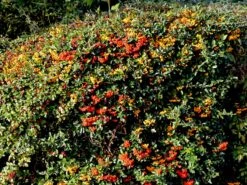 Feuerdorn 'Red Column' -Günstiges Erd Seele Geschäft feuerdorn red column m000157 w 4