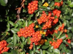 Feuerdorn 'Red Column' -Günstiges Erd Seele Geschäft feuerdorn red column m000157 w 5
