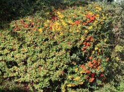 Feuerdorn 'Red Column' -Günstiges Erd Seele Geschäft feuerdorn red column m000157 w 6
