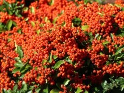 Feuerdorn 'Red Column' -Günstiges Erd Seele Geschäft feuerdorn red column m000157 w 8