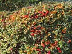 Feuerdorn 'Red Cushion' -Günstiges Erd Seele Geschäft feuerdorn red cushion m063187 w 1