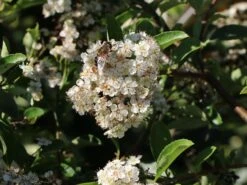 Feuerdorn 'Red Cushion' -Günstiges Erd Seele Geschäft feuerdorn red cushion m063187 w 2