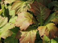 Fiederblättriges Schaublatt 'Braunlaub' -Günstiges Erd Seele Geschäft fiederblaettriges schaublatt braunlaub m082154 w 0