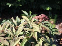 Fiederblättriges Schaublatt 'Chocolate Wings' ® -Günstiges Erd Seele Geschäft fiederblaettriges schaublatt chocolate wings m060153 w 0