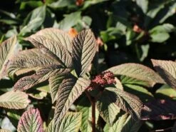 Fiederblättriges Schaublatt 'Chocolate Wings' ® -Günstiges Erd Seele Geschäft fiederblaettriges schaublatt chocolate wings m060153 w 2