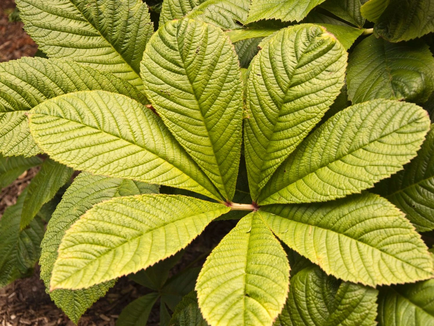 Fiederblättriges Schaublatt 3 Fiederblättriges Schaublatt