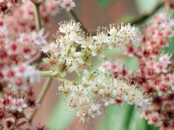 Fiederblättriges Schaublatt 9 Fiederblättriges Schaublatt -Günstiges Erd Seele Geschäft fiederblaettriges schaublatt m060149 w 0