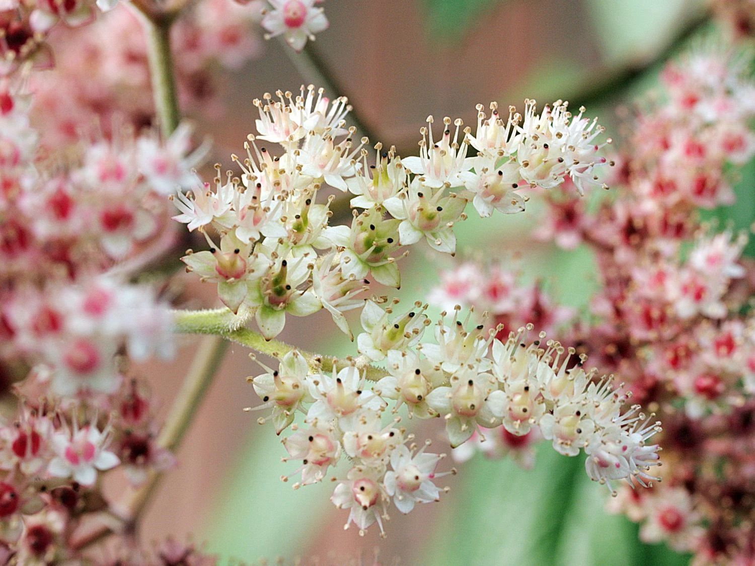 Fiederblättriges Schaublatt 6 Fiederblättriges Schaublatt – Bild 4