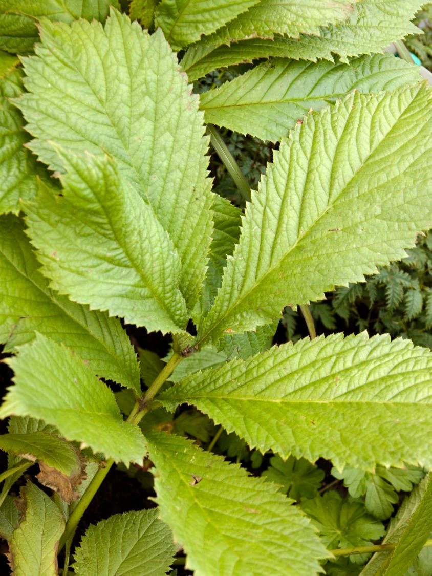 Fiederblättriges Schaublatt 4 Fiederblättriges Schaublatt – Bild 2