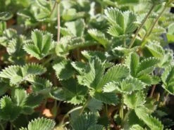 Fingerkraut 'Gibson's Scarlet' -Günstiges Erd Seele Geschäft fingerkraut gibsons scarlet m001688 w 0