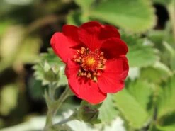 Fingerkraut 'Gibson's Scarlet' -Günstiges Erd Seele Geschäft fingerkraut gibsons scarlet m001688 w 2