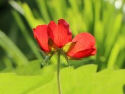 Fingerkraut 'Gibson's Scarlet' -Günstiges Erd Seele Geschäft fingerkraut gibsons scarlet m001688 w 4