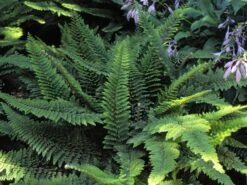 Flaumfeder-Filigranfarn 'Plumosum Densum' -Günstiges Erd Seele Geschäft flaumfeder filigranfarn plumosum densum m076042 w 0